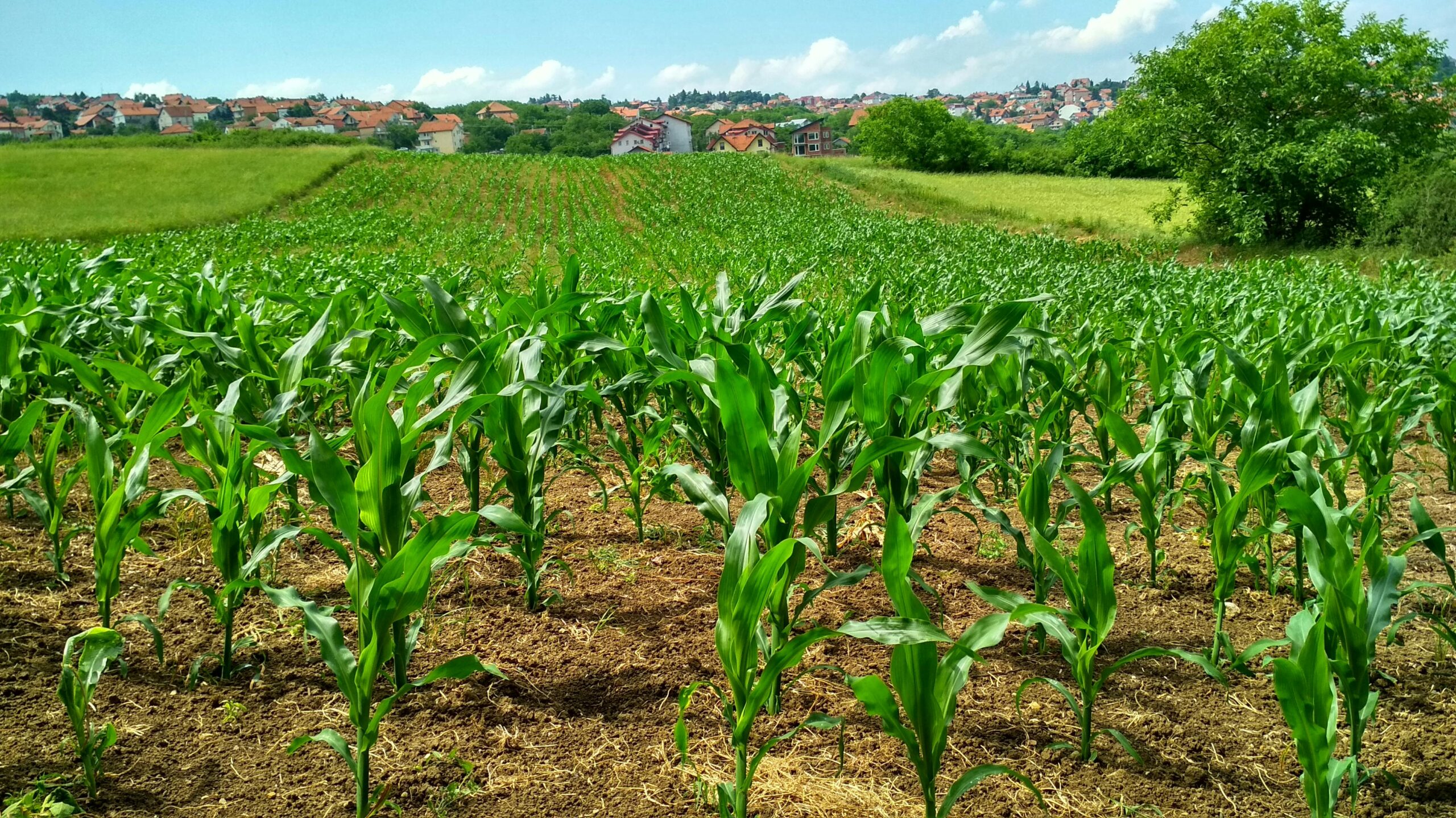Accompagnement à l’exportation de produits agricoles